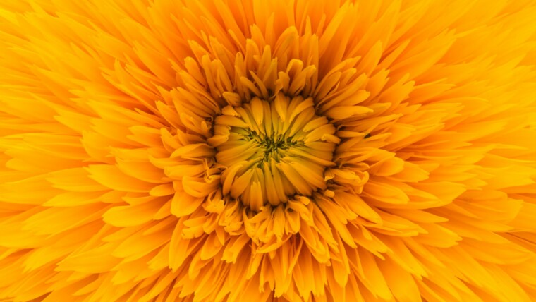 170+ Yellow Captions for Bright, Sunshine & Cheerful Feeds – Image 31