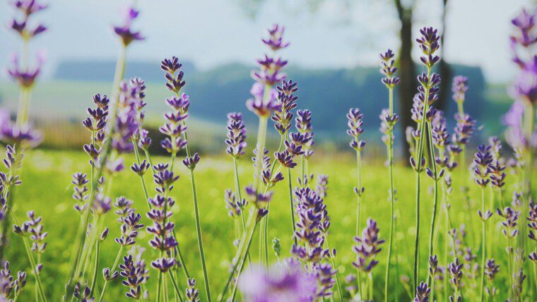 180+ Lavender Captions for Calm, Aesthetic & Floral Feeds – Image 41
