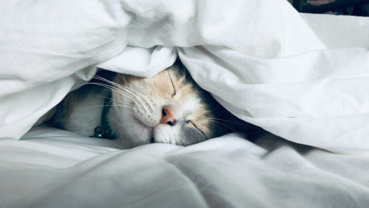 175+ Sleep Captions for Cozy, Lazy & Nap-Ready Feeds – Image 39