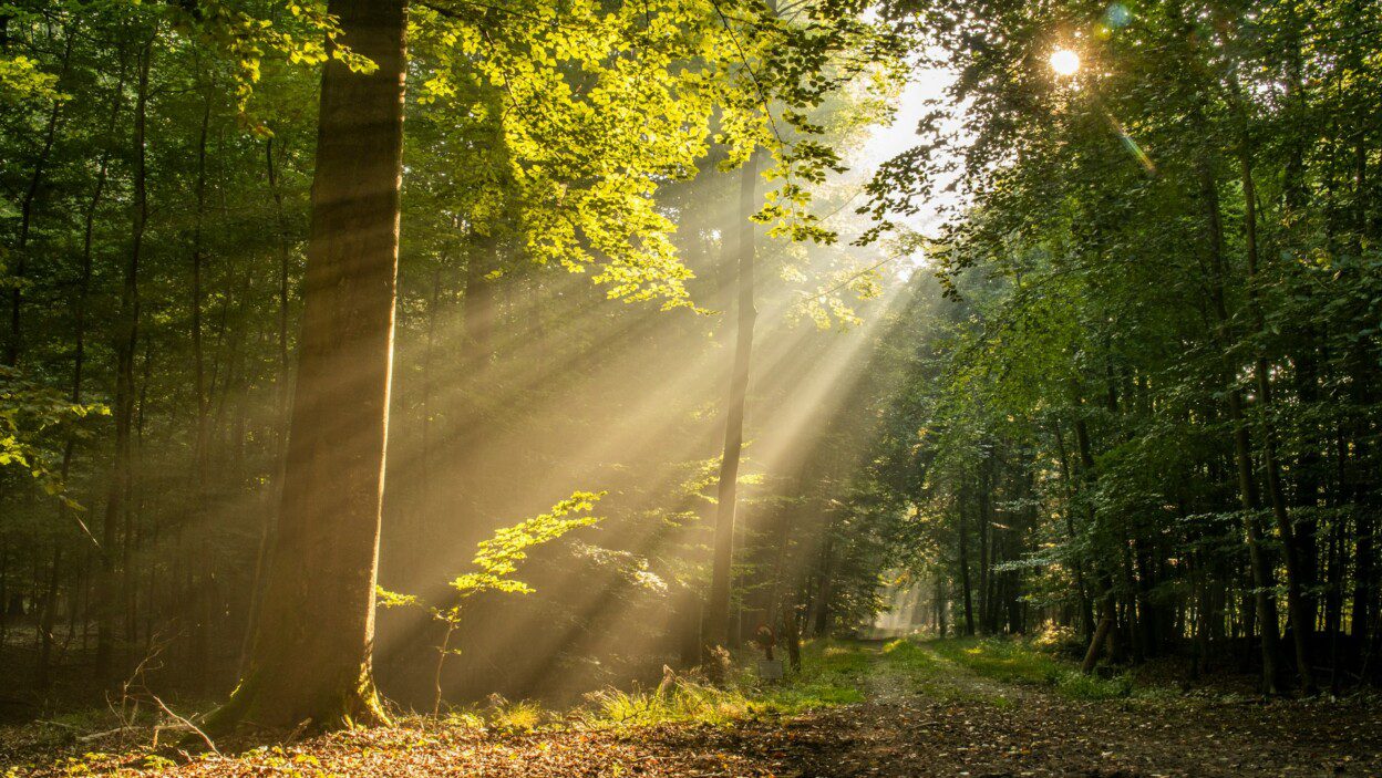 170+ Sunlight Captions for Golden Hour & Warm Vibes – Image 3