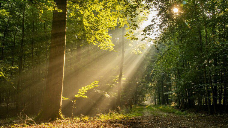 170+ Sunlight Captions for Golden Hour & Warm Vibes – Image 41