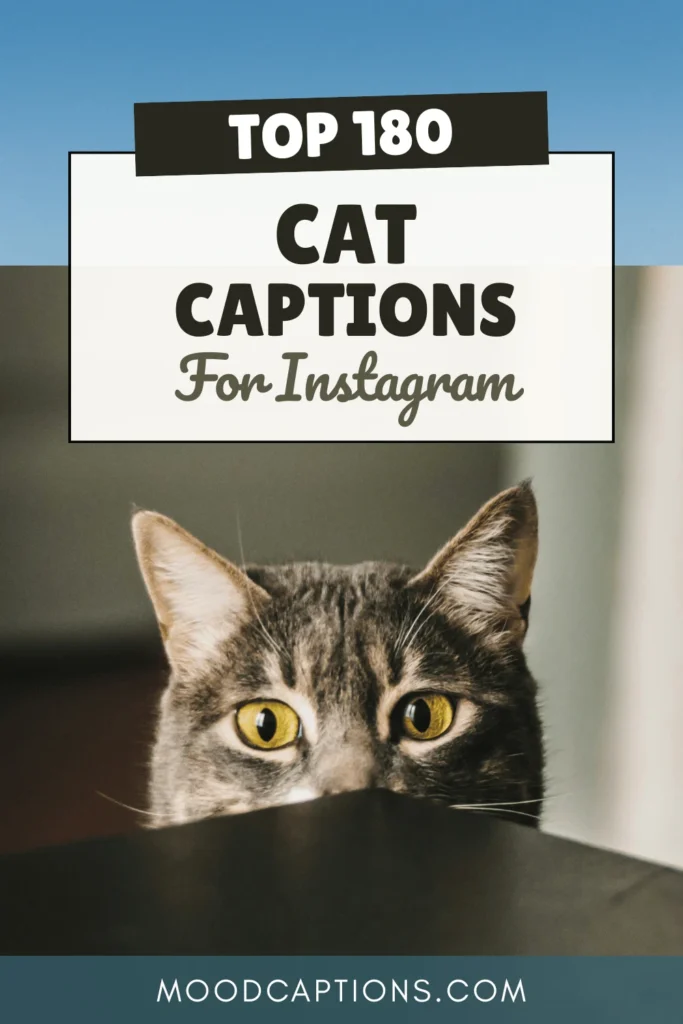 180+ Cat Captions for Your Purr-fect Feline Photos – Image 5