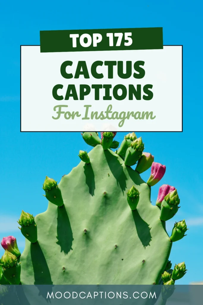 175+ Cactus Captions for Spiky, Cute & Resilient Vibes – Image 5