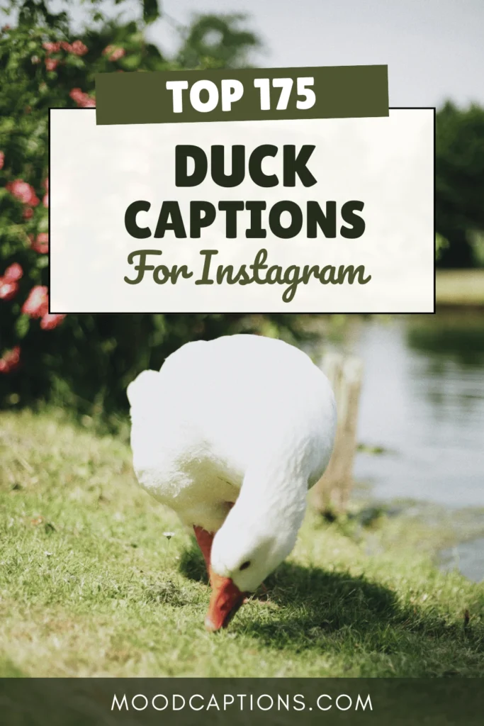 175+ Duck Captions for Adorable & Funny Waterfowl Moments – Image 5