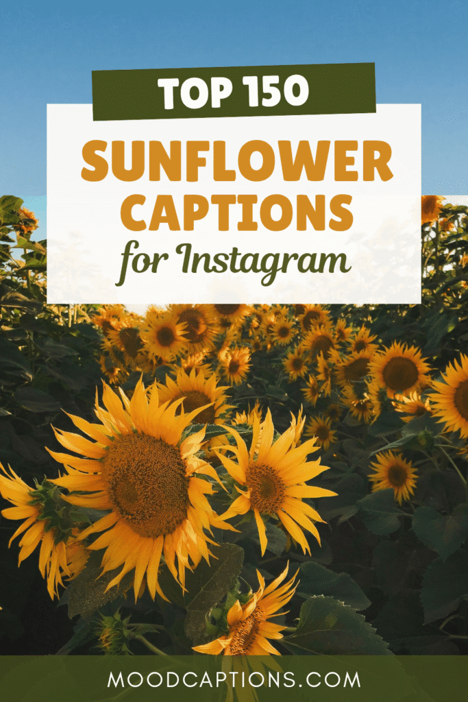 150+ Sunflower Captions for Bright, Happy & Aesthetic Feeds – Image 5