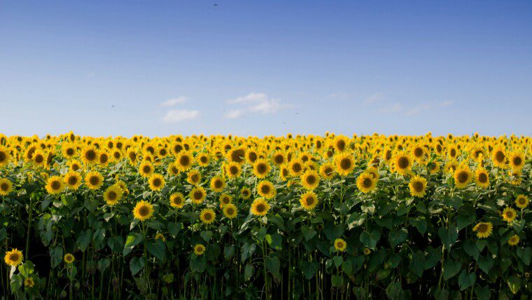 170+ August Captions for Sunny Days & Summer Memories – Image 35