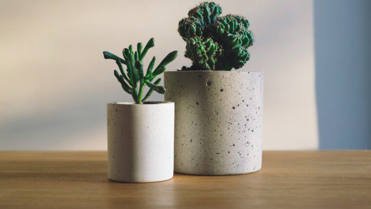 175+ Plant Captions for Every Leaf-Lover & Green Thumb – Image 15