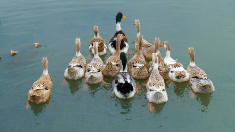 175+ Duck Captions for Adorable & Funny Waterfowl Moments – Image 39