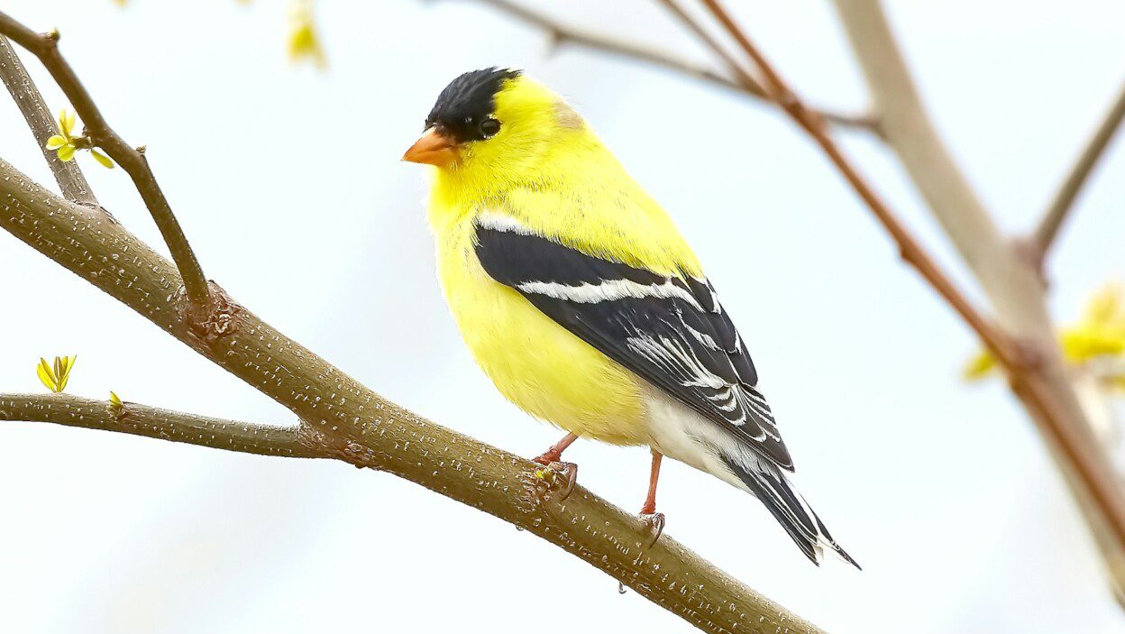 175+ Bird Captions for Nature Lovers & Free-Spirited Feeds – Image 3