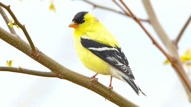 175+ Bird Captions for Nature Lovers & Free-Spirited Feeds – Image 11