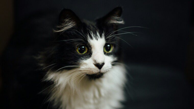 180+ Cat Captions for Your Purr-fect Feline Photos – Image 19