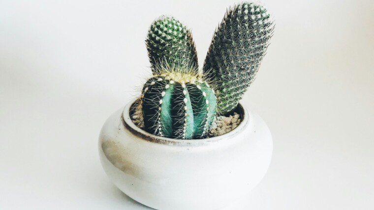 175+ Cactus Captions for Spiky, Cute & Resilient Vibes – Image 23