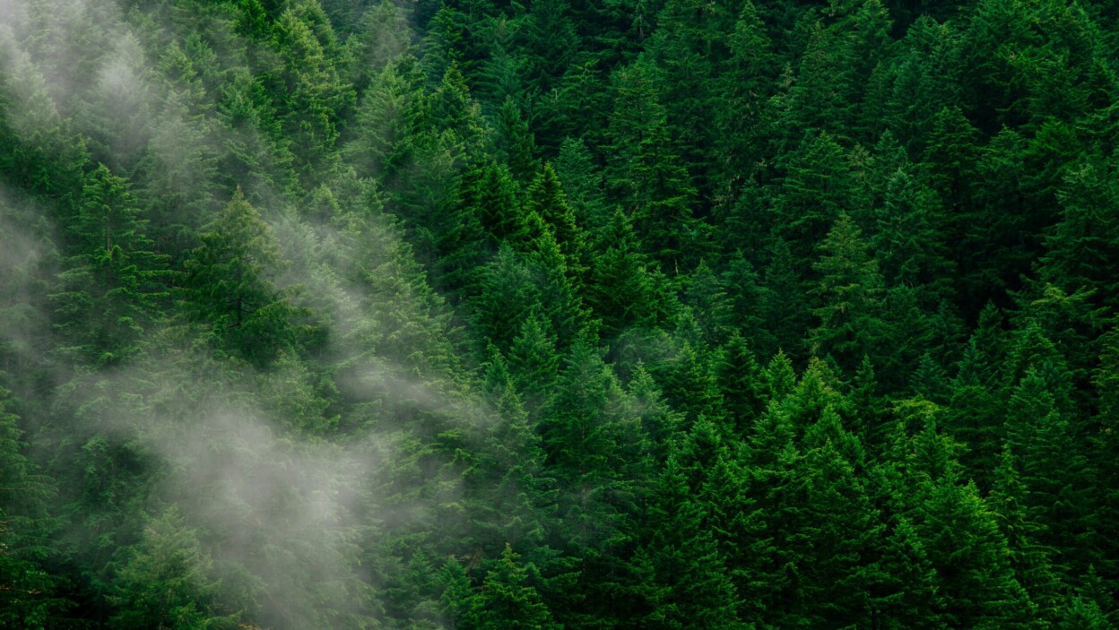 150+ Green Captions for Fresh, Nature & Aesthetic Feeds – Image 3