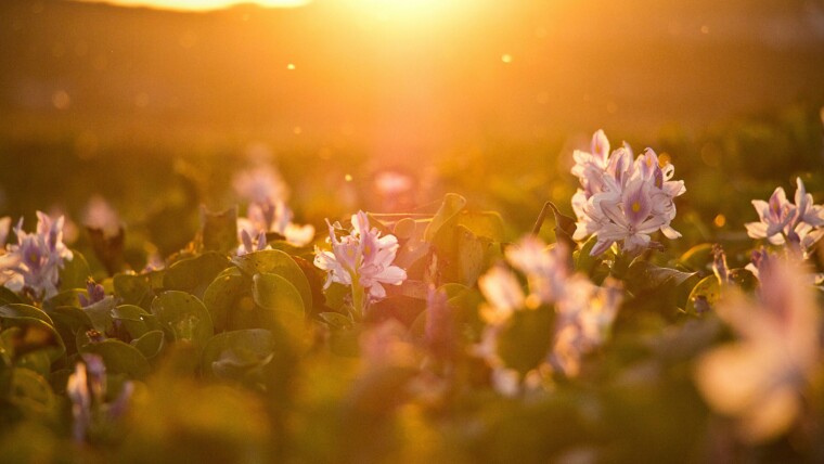 170+ Sunshine Captions for Bright & Happy Feeds – Image 25